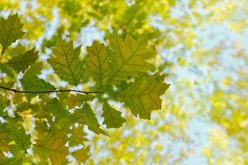 Yellowed oak leaves on the branch. Autumn background.