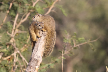 Ockerfußbuschhörnchen / Tree squirrel / Paraxerus Cepapi © Ludwig