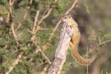Ockerfußbuschhörnchen / Tree squirrel / Paraxerus Cepapi
