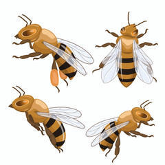 Set of honey bees isolated on white background. Vector graphics.