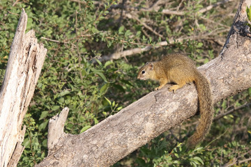 Ockerfußbuschhörnchen / Tree squirrel / Paraxerus Cepapi
