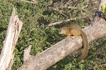Ockerfußbuschhörnchen / Tree squirrel / Paraxerus Cepapi