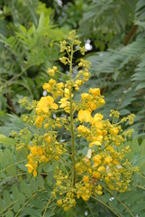 Fototapeta premium yellow flower stalk