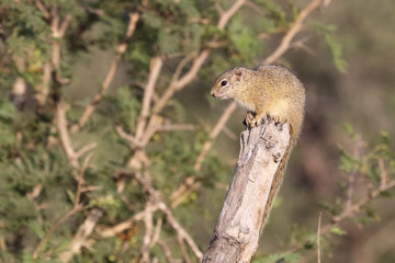 Ockerfußbuschhörnchen / Tree squirrel / Paraxerus Cepapi