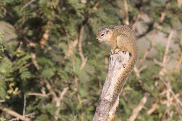Ockerfußbuschhörnchen / Tree squirrel / Paraxerus Cepapi