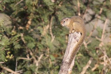 Ockerfußbuschhörnchen / Tree squirrel / Paraxerus Cepapi