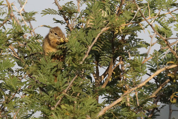 Ockerfußbuschhörnchen / Tree squirrel / Paraxerus Cepapi © Ludwig