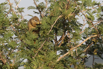 Ockerfußbuschhörnchen / Tree squirrel / Paraxerus Cepapi
