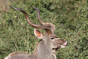 Großer Kudu / Greater Kudu / Tragelaphus strepsiceros.