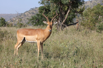 Schwarzfersenantilope / Impala / Aepyceros melampus