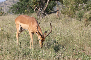 Schwarzfersenantilope / Impala / Aepyceros melampus