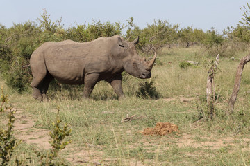Fototapeta premium Breitmaulnashorn / Square-lipped rhinoceros / Ceratotherium Simum