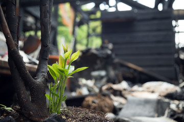 火事で焼け残った植物の発芽