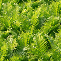 seamless green fern leaves at summer. nature, texture