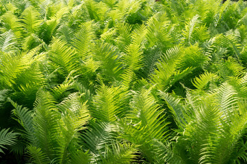 green fern leaves at summer. nature, background.