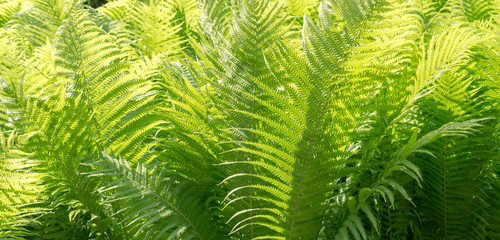 green fern leaves at summer. nature, background.