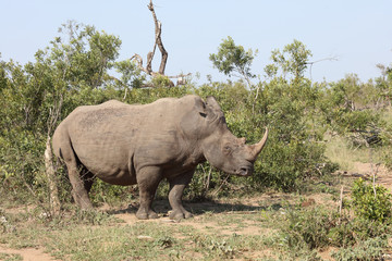 Obraz premium Breitmaulnashorn / Square-lipped rhinoceros / Ceratotherium Simum