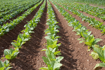 Fototapeta na wymiar Tobacco cultivation in Veneto