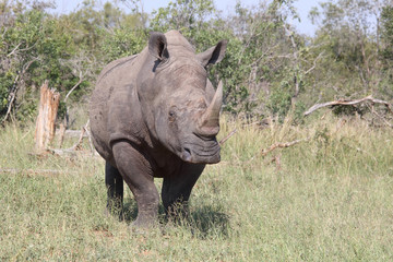 Breitmaulnashorn / Square-lipped rhinoceros / Ceratotherium Simum