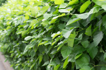 Obraz premium wall of bushes with green leaves with perspective in summer park. close-up, background, nature.