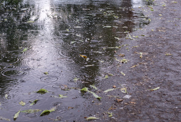 leaves and ripples on the puddle at rain in the summer park. background, nature.