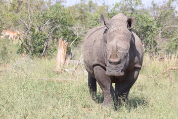 Fototapeta premium Breitmaulnashorn / Square-lipped rhinoceros / Ceratotherium Simum