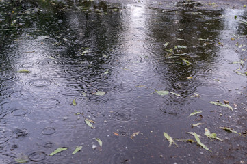 leaves and ripples on the puddle at rain in the summer park. background, nature.