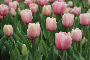 Tulip Garden