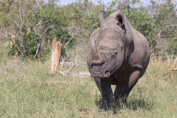Fototapeta premium Breitmaulnashorn / Square-lipped rhinoceros / Ceratotherium Simum