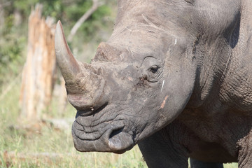 Breitmaulnashorn / Square-lipped Rhinoceros / Ceratotherium Simum