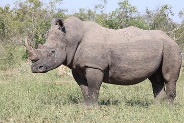 Fototapeta premium Breitmaulnashorn / Square-lipped rhinoceros / Ceratotherium Simum