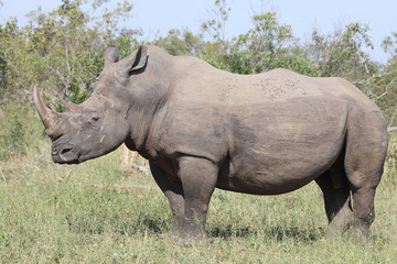 Obraz premium Breitmaulnashorn / Square-lipped rhinoceros / Ceratotherium Simum