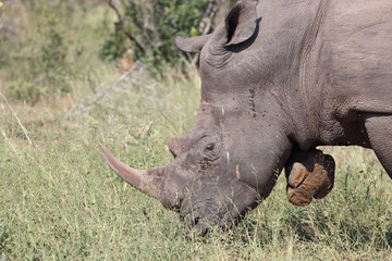Breitmaulnashorn / Square-lipped rhinoceros / Ceratotherium Simum