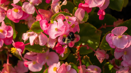 Bee on some pink flowers