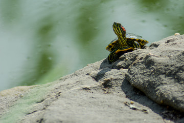 Baby Turtle Looking At His Surroundings