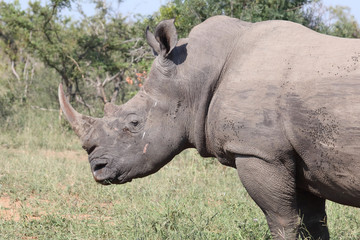 Obraz premium Breitmaulnashorn / Square-lipped rhinoceros / Ceratotherium Simum