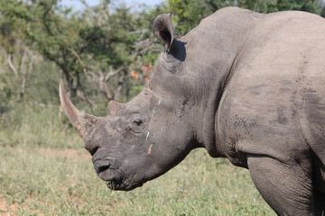 Breitmaulnashorn / Square-lipped rhinoceros / Ceratotherium Simum