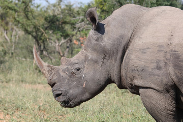 Naklejka premium Breitmaulnashorn / Square-lipped rhinoceros / Ceratotherium Simum