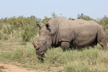 Obraz premium Breitmaulnashorn / Square-lipped rhinoceros / Ceratotherium Simum
