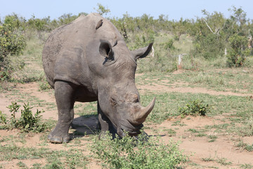 Fototapeta premium Breitmaulnashorn / Square-lipped rhinoceros / Ceratotherium Simum