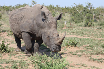 Obraz premium Breitmaulnashorn / Square-lipped rhinoceros / Ceratotherium Simum