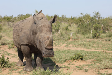 Breitmaulnashorn / Square-lipped rhinoceros / Ceratotherium Simum