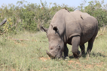 Breitmaulnashorn / Square-lipped rhinoceros / Ceratotherium Simum