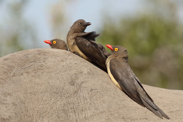 Rotschnabel-Madenhacker / Red-billed oxpecker / Buphagus erythrorhynchus