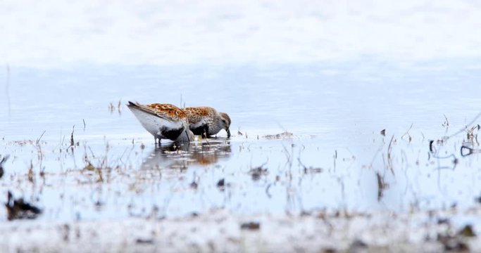 Dunlins, Calidris alpina, in breeding plumage looking for food in the shallows of the Beka Nature Reserve