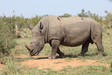 Obraz premium Breitmaulnashorn / Square-lipped rhinoceros / Ceratotherium Simum