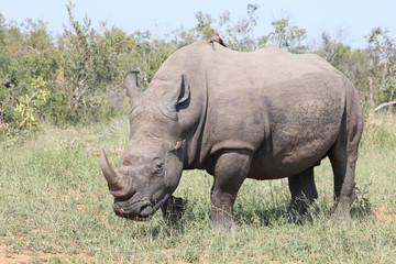 Obraz premium Breitmaulnashorn / Square-lipped rhinoceros / Ceratotherium Simum