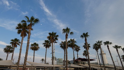 Fototapeta na wymiar palm trees on beach at sunset