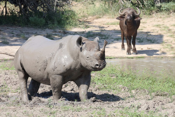 Spitzmaulnashorn / Hook-lipped rhinoceros / Diceros bicornis
