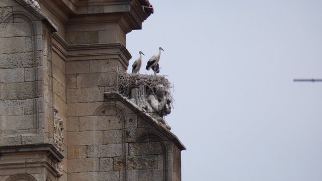 Storks nest on the cahedral in Salamanca